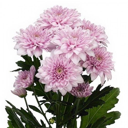 Заказать Хризантема кустовая розовая дешево цена 118 р. круглосуточная  доставка в Томске
