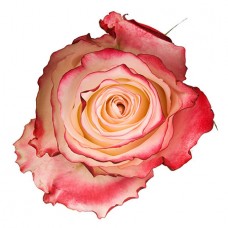 Роза бело-розовая поштучно