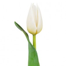 Тюльпан белый поштучно